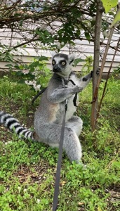 Кошачий лемур