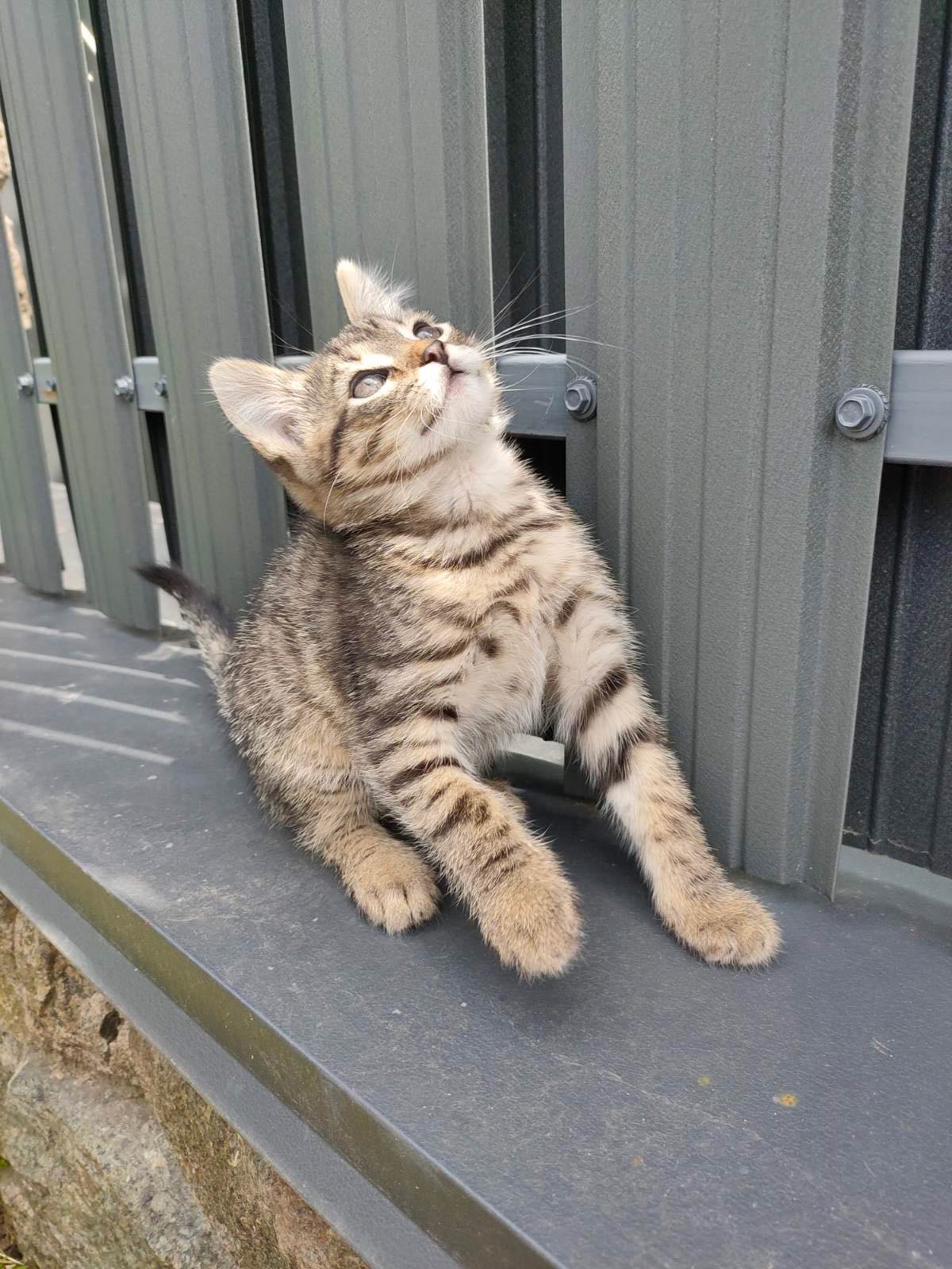Кошеня шукає родину