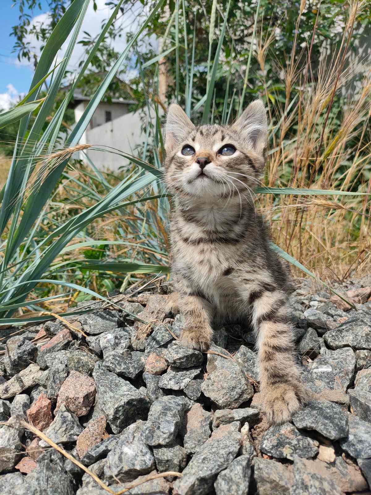 Кошеня шукає родину
