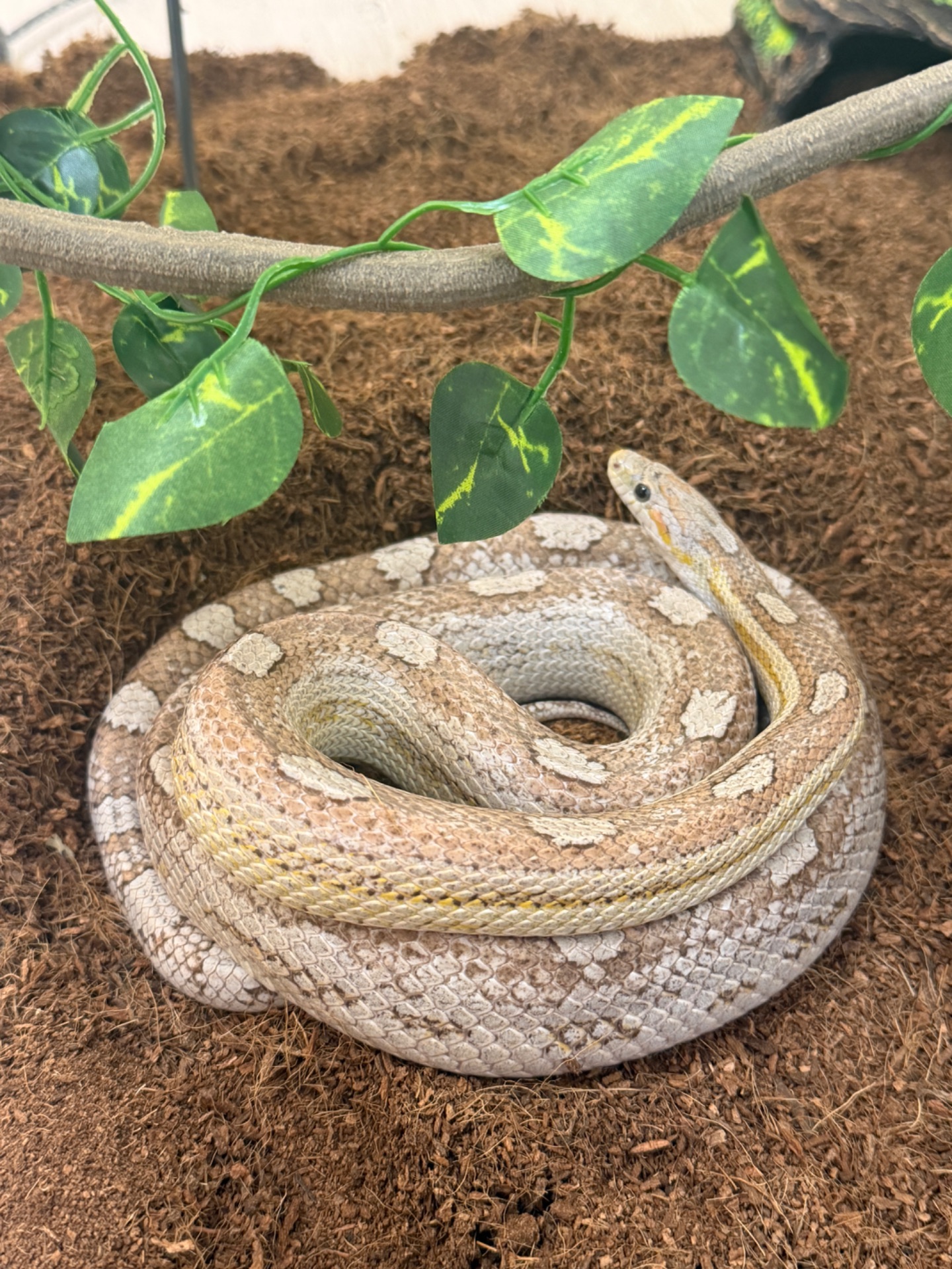 Змія. Маїсовий полоз Coral Ghost Tessera, 4 роки, ручний, здоровий