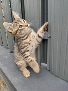 Кошеня шукає родину
