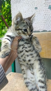 Кошеня шукає родину