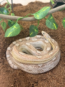 Змія. Маїсовий полоз Coral Ghost Tessera, 4 роки, ручний, здоровий