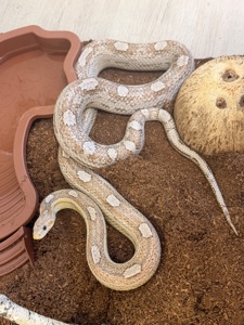 Змія. Маїсовий полоз Coral Ghost Tessera, 4 роки, ручний, здоровий