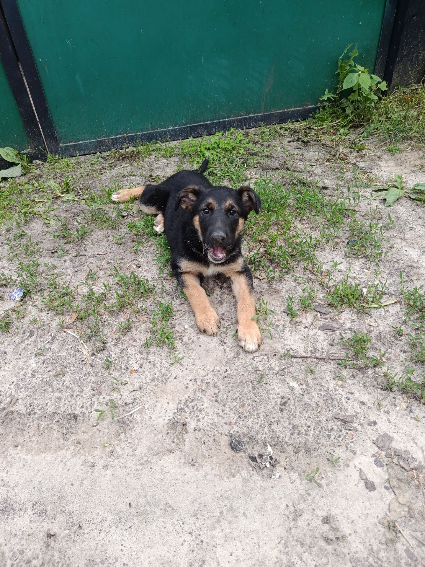 🐶 Віддам у хороші рукаток-цуценят!