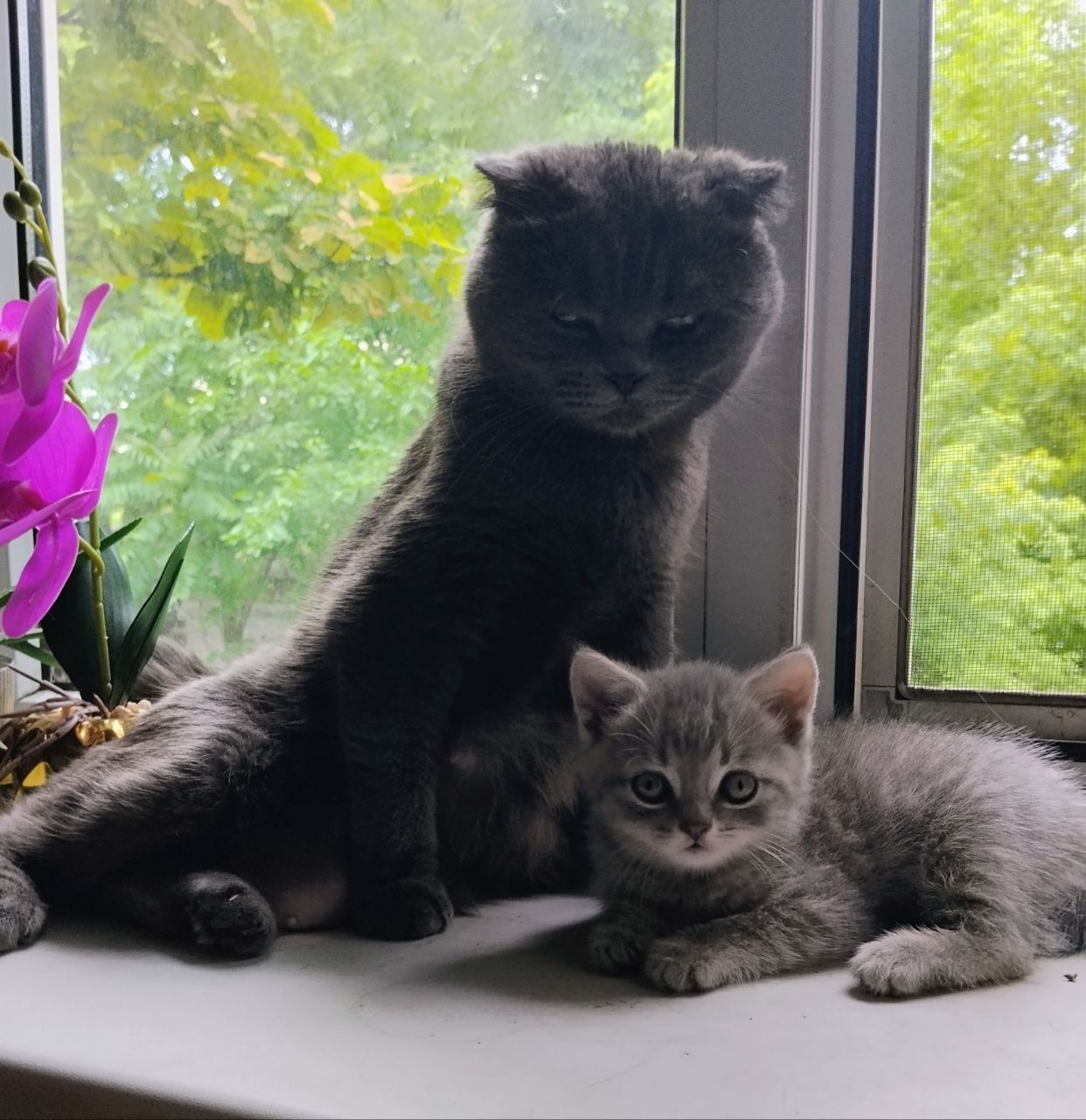 Котёнок шотландской породы