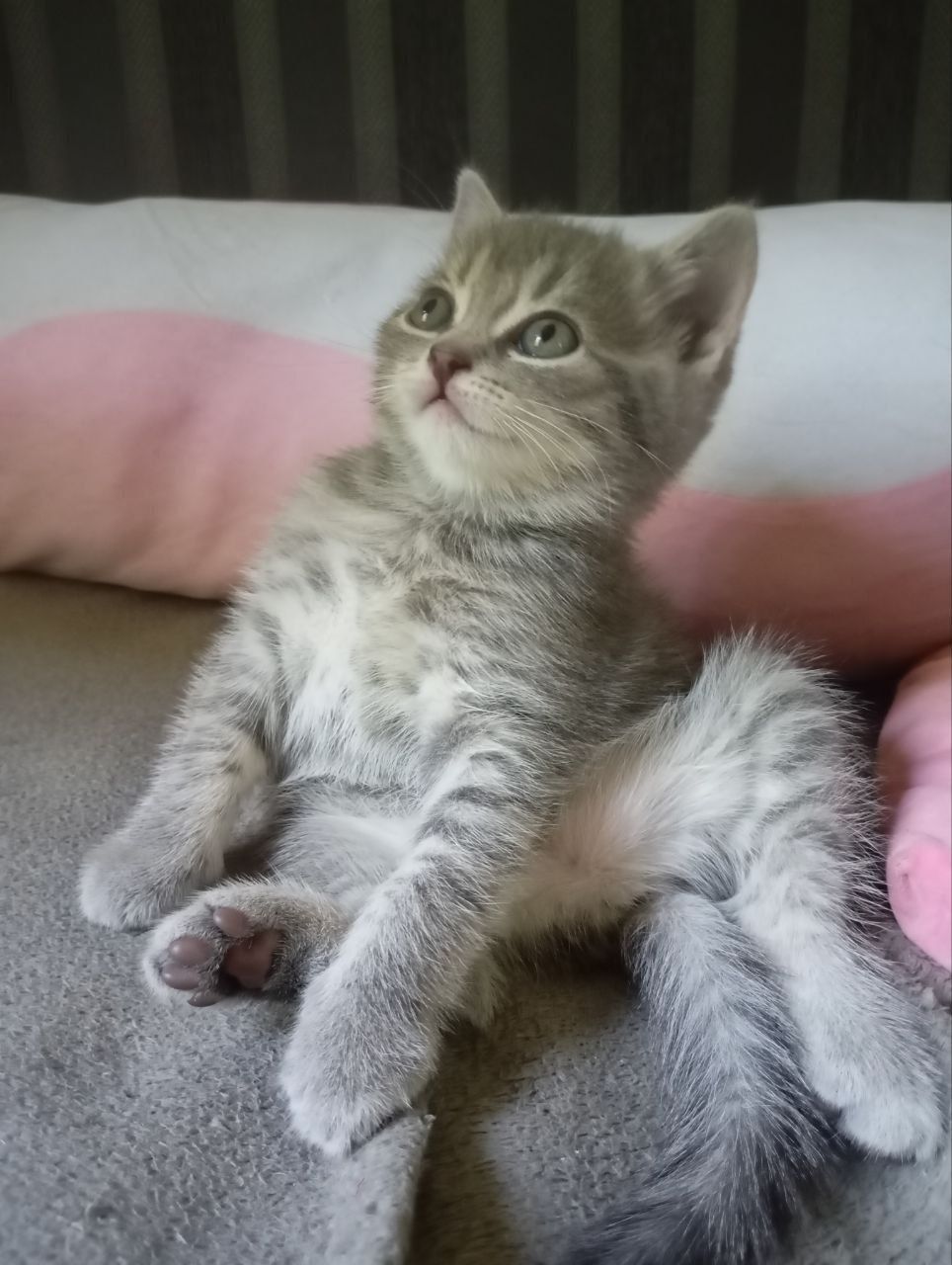 Котёнок шотландской породы