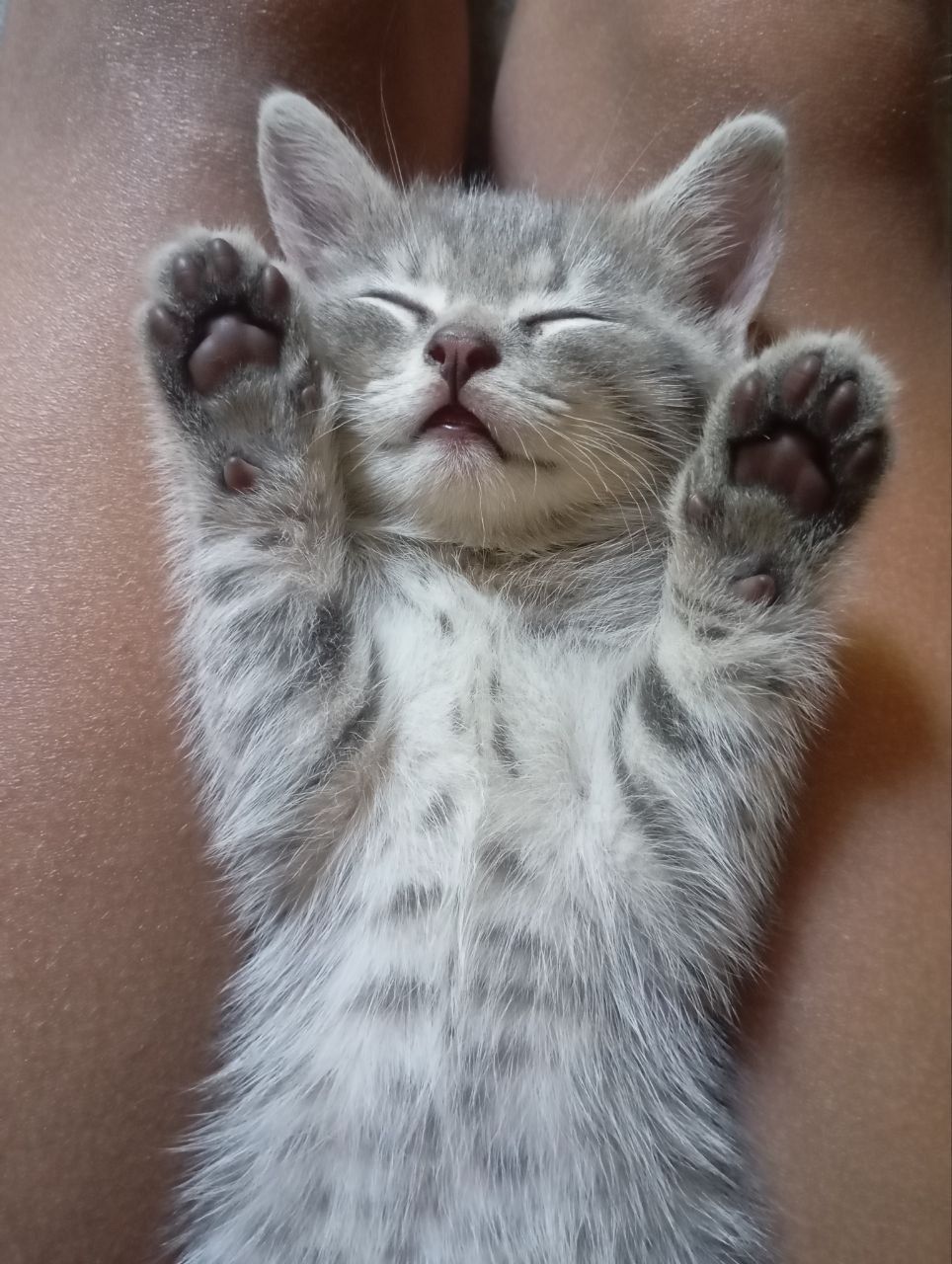 Котёнок шотландской породы