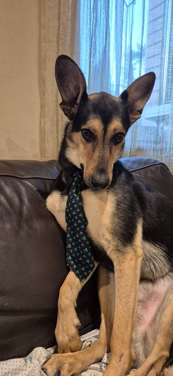 🐶 Чаплін шукає родину