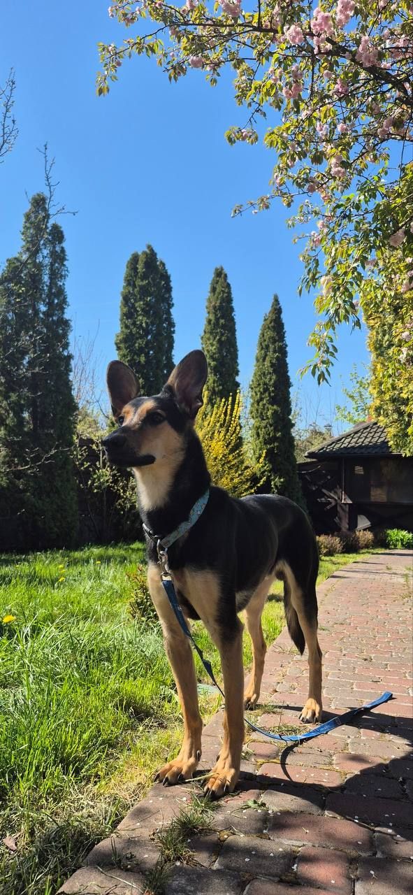 🐶 Чаплін шукає родину