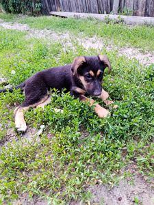 🐶 Віддам у хороші рукаток-цуценят!