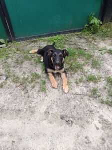 🐶 Віддам у хороші рукаток-цуценят!