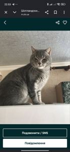 Котёнок шотландской породы