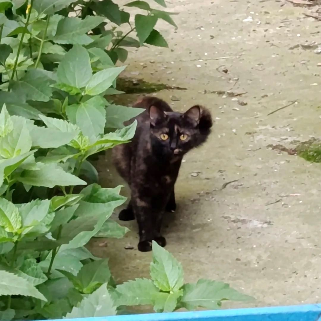 У неї є 10 днів🐈‍⬛🩷 Київ, молода киця 7-8 міс. в добрі руки