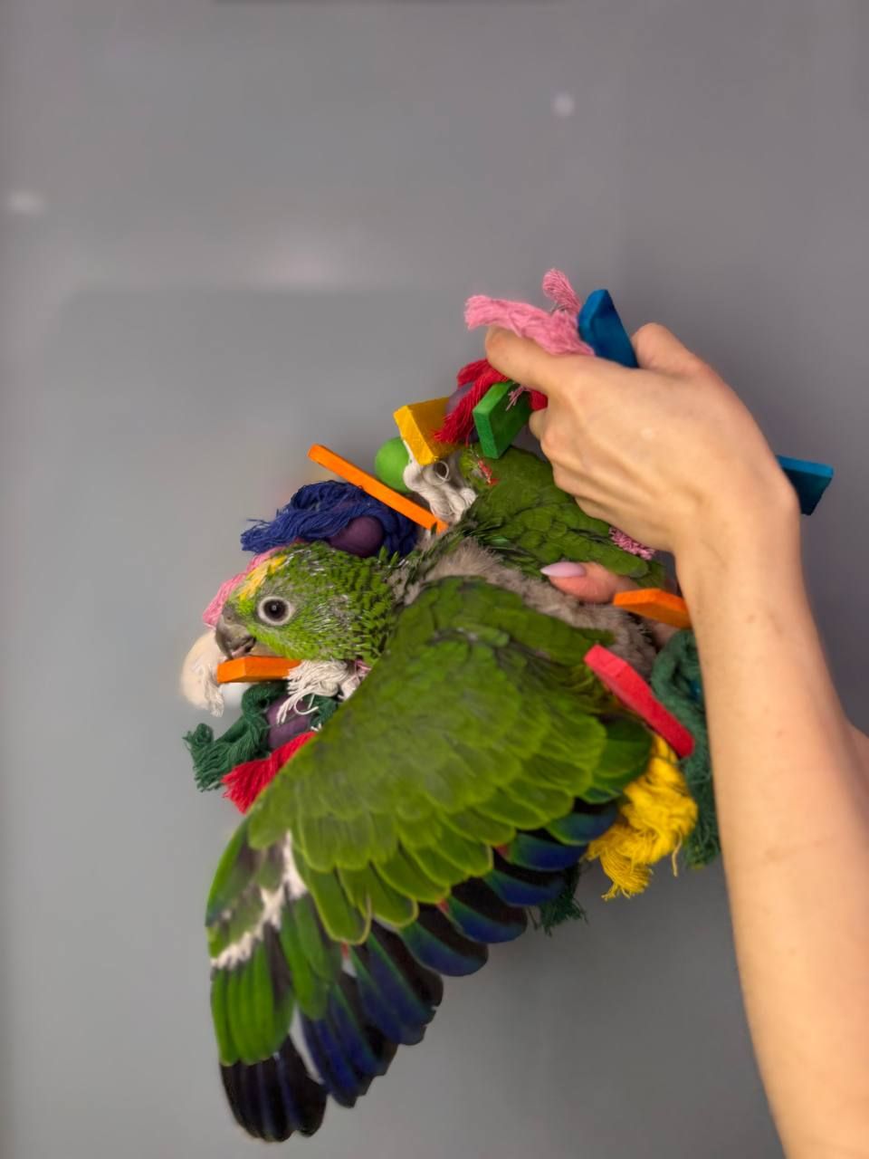 Сурінамський амазон, амазон суринамский, ручний розмовляючий амазон