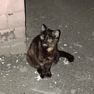 У неї є 10 днів🐈‍⬛🩷 Київ, молода киця 7-8 міс. в добрі руки