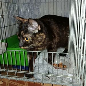 У неї є 10 днів🐈‍⬛🩷 Київ, молода киця 7-8 міс. в добрі руки