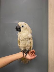 Білий ручний какаду, какаду альба, білохохлий розмовляючий папуга