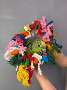 Сурінамський амазон, амазон суринамский, ручний розмовляючий амазон