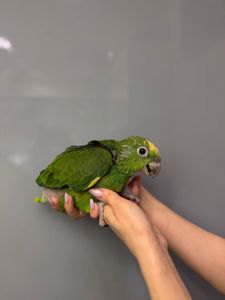 Жовтолобий амазон, папуга розмовляючий амазон