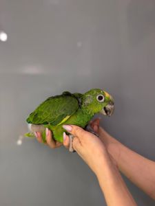 Жовтолобий амазон, папуга розмовляючий амазон