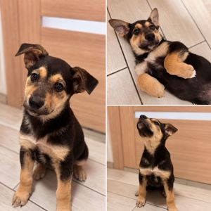 Дейзі шукає собі дім 🐾