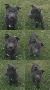 Цуцик німецької вівчарки