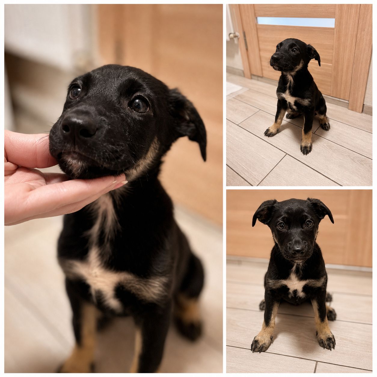 Лілі шукає люблячу сім'ю, якій можна дарувати ніжність 🐾