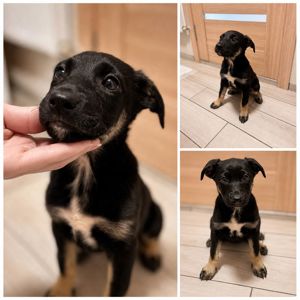 Лілі шукає люблячу сім'ю, якій можна дарувати ніжність 🐾