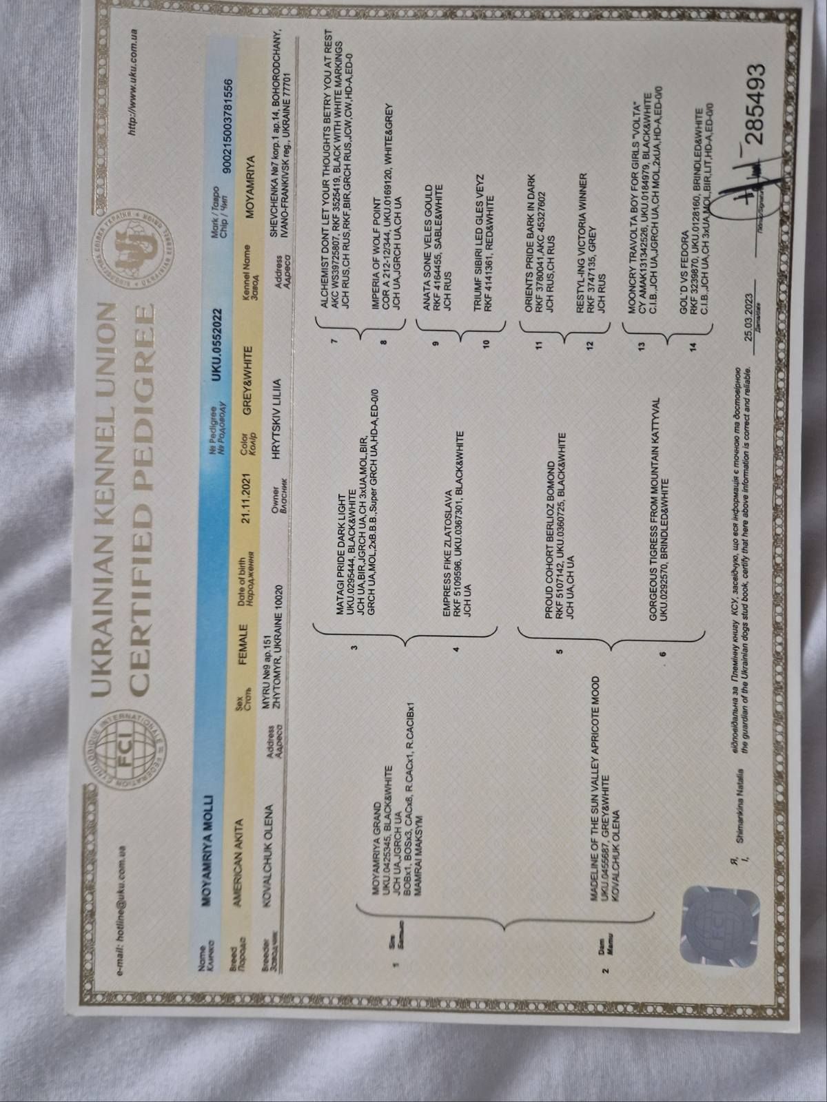 Продаж цуценят "Американська акіта "