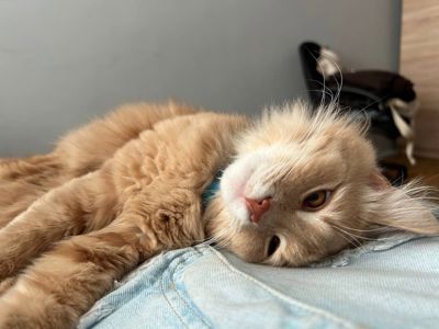 Віддам котика з лотком та кормом в добрі руки