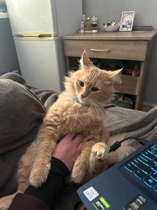 Віддам котика з лотком та кормом в добрі руки