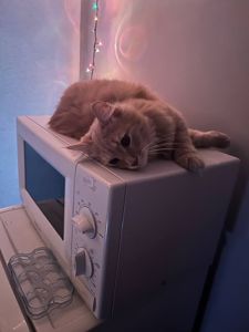 Віддам котика з лотком та кормом в добрі руки