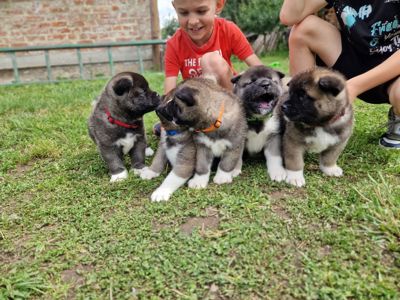 Продаж цуценят "Американська акіта "