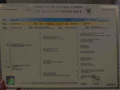 Продаж цуценят "Американська акіта "