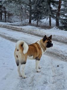 Продаж цуценят "Американська акіта "
