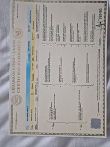 Продаж цуценят "Американська акіта "