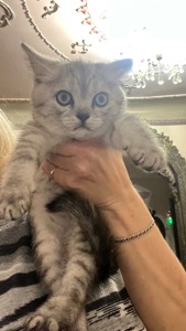 Котик Срібна шиншила темного забарвлення