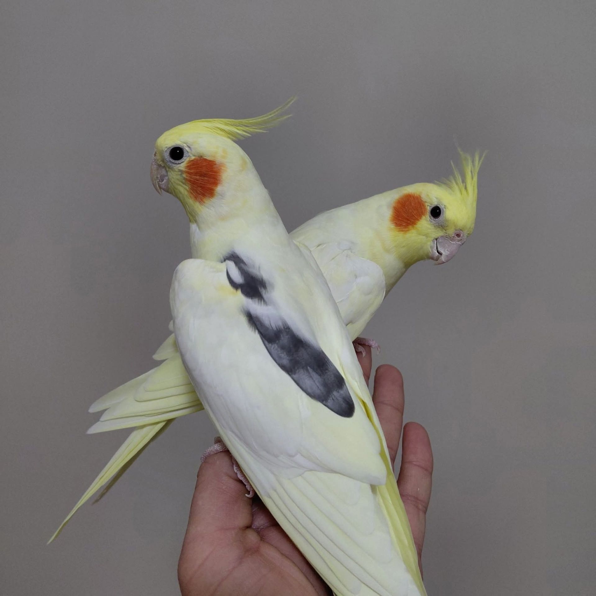 Домашние малыши Корелл