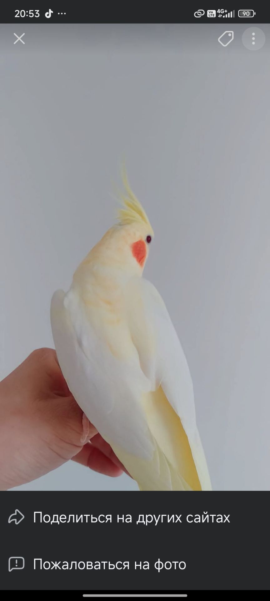 Домашние малыши Корелл