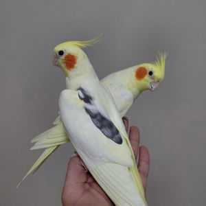 Домашние малыши Корелл