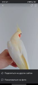 Домашние малыши Корелл