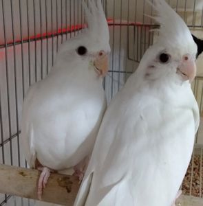 Домашние малыши Корелл
