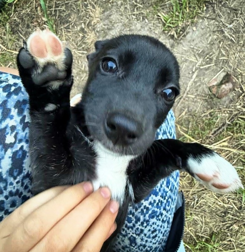 Маленькі сестрички шукають дім!