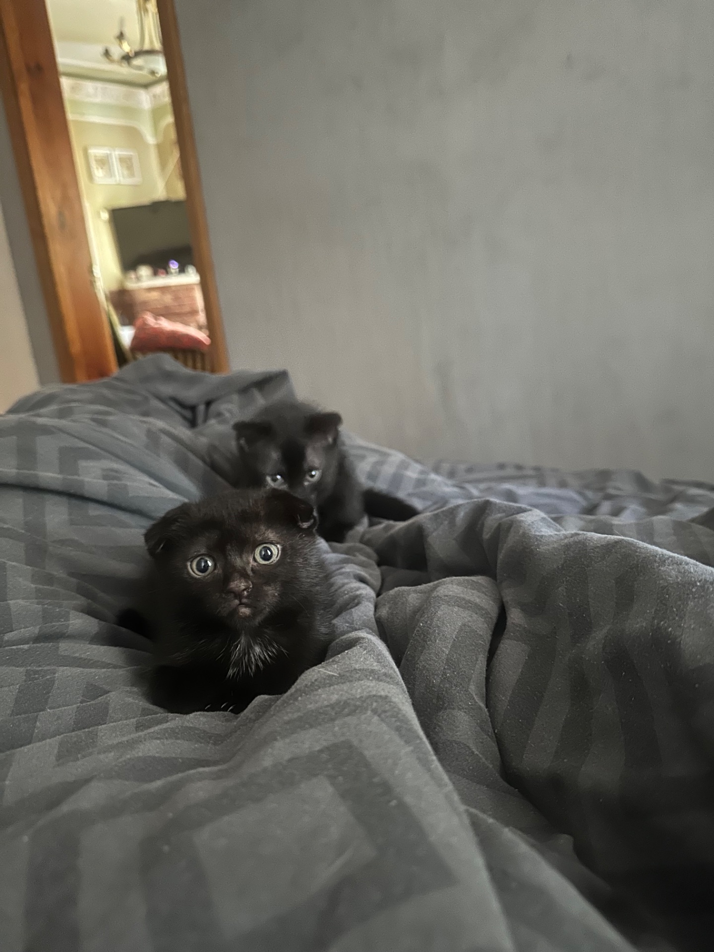 Кошенята шотландські, дівчатка