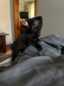 Кошенята шотландські, дівчатка