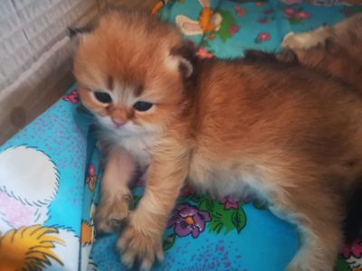Котята британской золотой шиншиллы