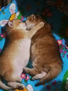 Котята британской золотой шиншиллы