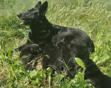 Цуценята німецької вівчарки
