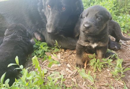 Цуценята німецької вівчарки